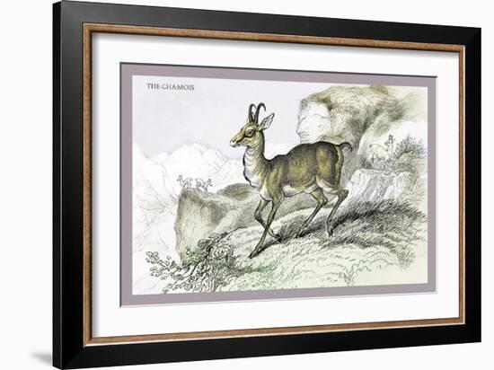 The Chamois-John Stewart-Framed Art Print