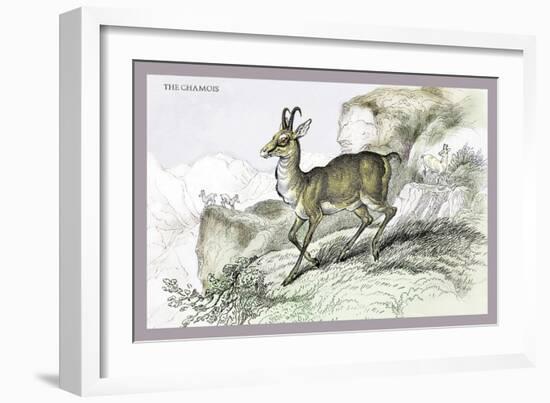 The Chamois-John Stewart-Framed Art Print