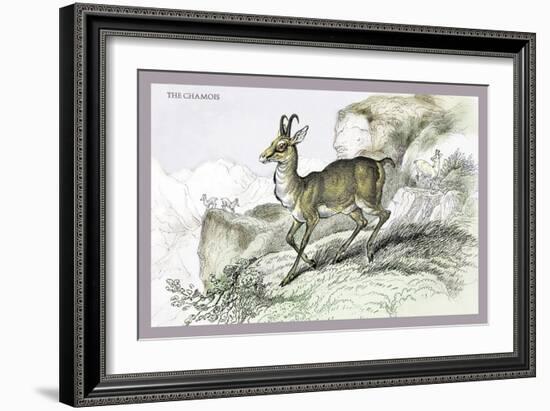 The Chamois-John Stewart-Framed Art Print