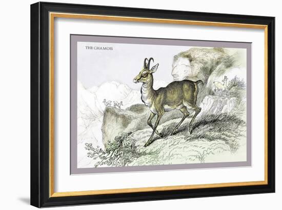 The Chamois-John Stewart-Framed Art Print