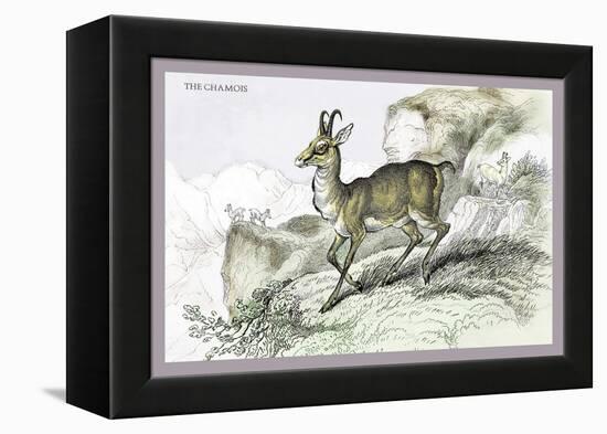The Chamois-John Stewart-Framed Stretched Canvas