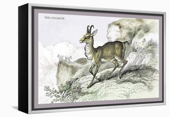 The Chamois-John Stewart-Framed Stretched Canvas