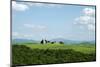 The Chapel of Our Lady of Vitaleta, Val D'Orcia, UNESCO World Heritage Site, Tuscany, Italy, Europe-Oliviero Olivieri-Mounted Photographic Print