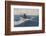 The Chase of the Bow-Head Whale-Clifford W. Ashley-Framed Photographic Print