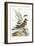 The Chattering Plover, 1749-73-Mark Catesby-Framed Giclee Print