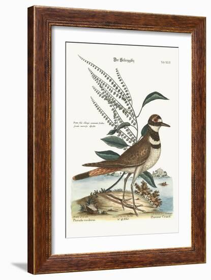 The Chattering Plover, 1749-73-Mark Catesby-Framed Giclee Print