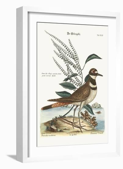 The Chattering Plover, 1749-73-Mark Catesby-Framed Giclee Print