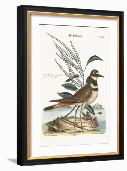 The Chattering Plover, 1749-73-Mark Catesby-Framed Giclee Print