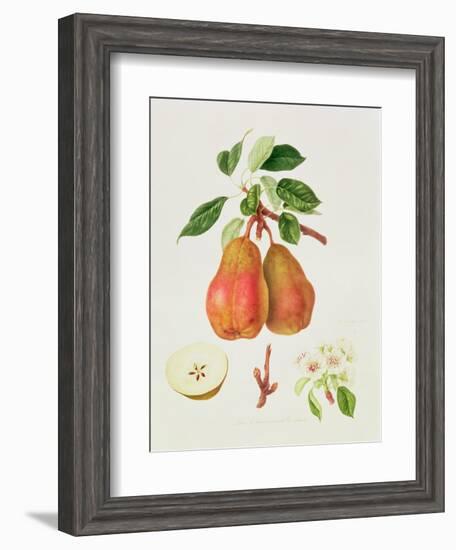 The Chaumontelle Pear, 1818-William Hooker-Framed Giclee Print