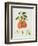 The Chaumontelle Pear, 1818-William Hooker-Framed Giclee Print