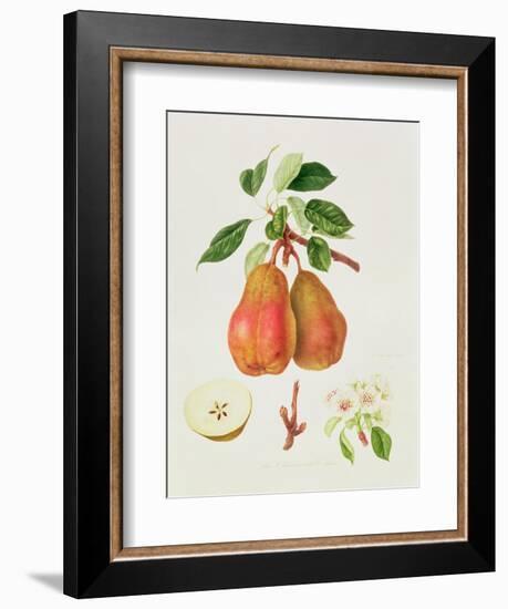 The Chaumontelle Pear, 1818-William Hooker-Framed Giclee Print