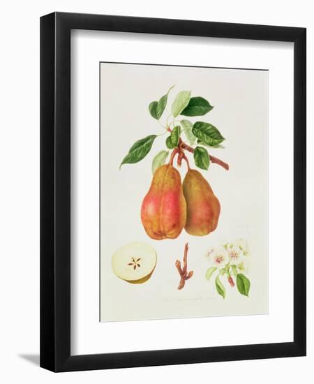 The Chaumontelle Pear, 1818-William Hooker-Framed Giclee Print