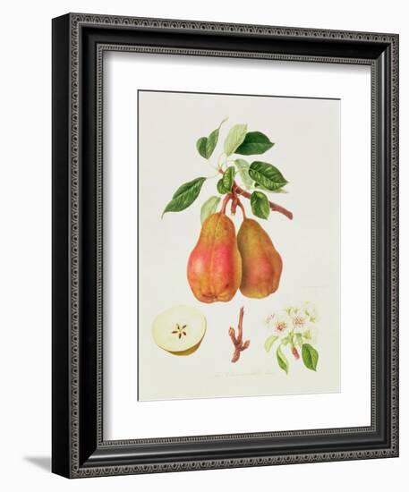 The Chaumontelle Pear, 1818-William Hooker-Framed Giclee Print