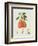 The Chaumontelle Pear, 1818-William Hooker-Framed Giclee Print