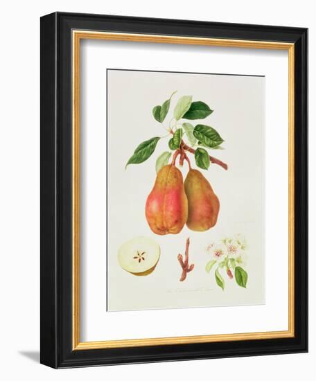 The Chaumontelle Pear, 1818-William Hooker-Framed Giclee Print