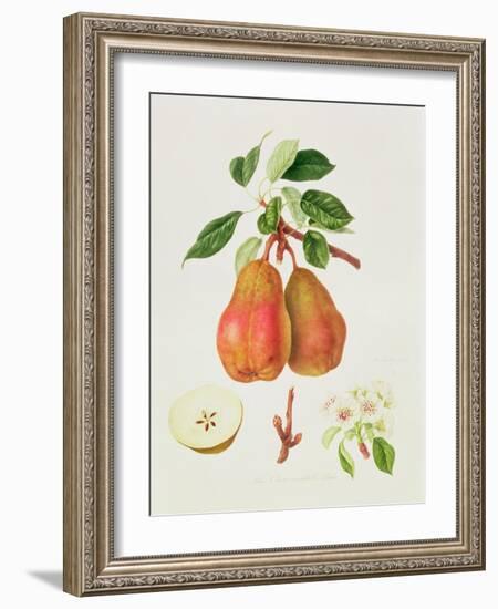 The Chaumontelle Pear, 1818-William Hooker-Framed Giclee Print