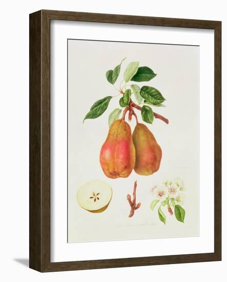 The Chaumontelle Pear, 1818-William Hooker-Framed Giclee Print