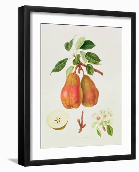 The Chaumontelle Pear, 1818-William Hooker-Framed Giclee Print