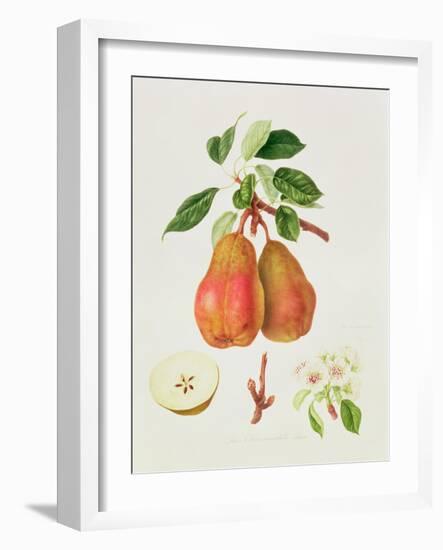 The Chaumontelle Pear, 1818-William Hooker-Framed Giclee Print