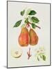 The Chaumontelle Pear, 1818-William Hooker-Mounted Giclee Print