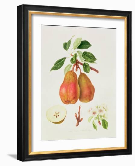 The Chaumontelle Pear, 1818-William Hooker-Framed Giclee Print