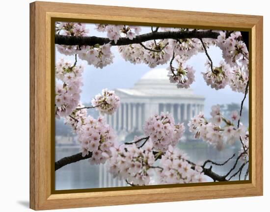 The Cherry Blossoms are in Full Bloom Along the Tidal Basin in Washington-null-Framed Premier Image Canvas