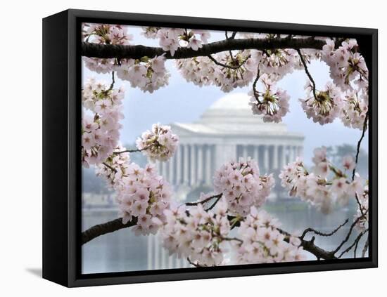 The Cherry Blossoms are in Full Bloom Along the Tidal Basin in Washington-null-Framed Premier Image Canvas