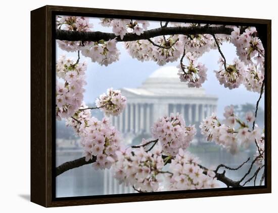 The Cherry Blossoms are in Full Bloom Along the Tidal Basin in Washington-null-Framed Premier Image Canvas