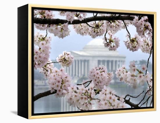 The Cherry Blossoms are in Full Bloom Along the Tidal Basin in Washington-null-Framed Premier Image Canvas