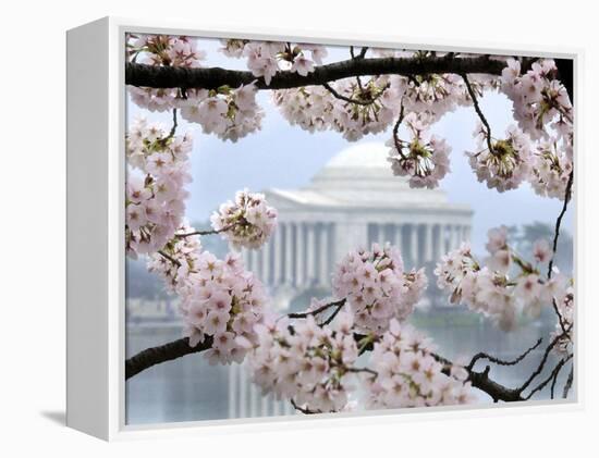 The Cherry Blossoms are in Full Bloom Along the Tidal Basin in Washington-null-Framed Premier Image Canvas