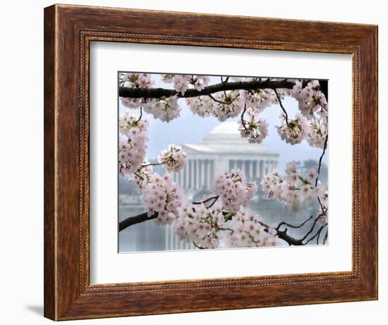 The Cherry Blossoms are in Full Bloom Along the Tidal Basin in Washington-null-Framed Photographic Print