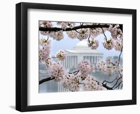 The Cherry Blossoms are in Full Bloom Along the Tidal Basin in Washington-null-Framed Photographic Print