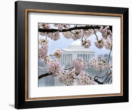 The Cherry Blossoms are in Full Bloom Along the Tidal Basin in Washington-null-Framed Photographic Print