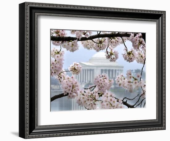 The Cherry Blossoms are in Full Bloom Along the Tidal Basin in Washington-null-Framed Photographic Print