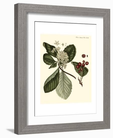 The Cherry Tree-Georg C. Oeder-Framed Art Print