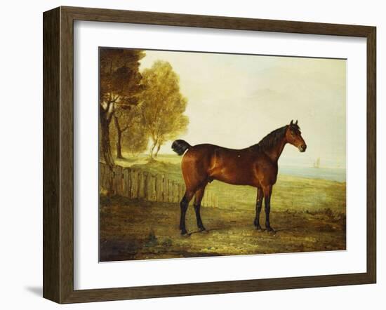 The Chestnut Hunter 'Berry Brown' in a Field by an Estuary, with Sailing Ships in the Distance-Benjamin Marshall-Framed Giclee Print