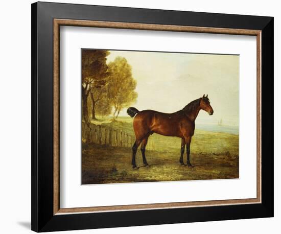 The Chestnut Hunter 'Berry Brown' in a Field by an Estuary, with Sailing Ships in the Distance-Benjamin Marshall-Framed Giclee Print