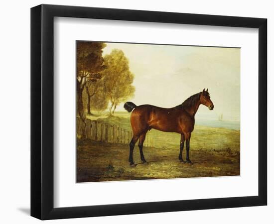 The Chestnut Hunter 'Berry Brown' in a Field by an Estuary, with Sailing Ships in the Distance-Benjamin Marshall-Framed Giclee Print