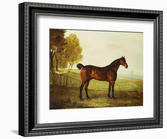 The Chestnut Hunter 'Berry Brown' in a Field by an Estuary, with Sailing Ships in the Distance-Benjamin Marshall-Framed Giclee Print