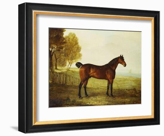 The Chestnut Hunter 'Berry Brown' in a Field by an Estuary, with Sailing Ships in the Distance-Benjamin Marshall-Framed Giclee Print