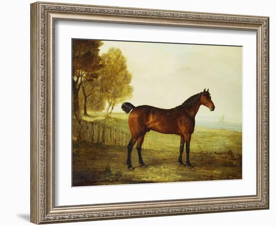 The Chestnut Hunter 'Berry Brown' in a Field by an Estuary, with Sailing Ships in the Distance-Benjamin Marshall-Framed Giclee Print