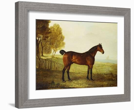 The Chestnut Hunter 'Berry Brown' in a Field by an Estuary, with Sailing Ships in the Distance-Benjamin Marshall-Framed Giclee Print