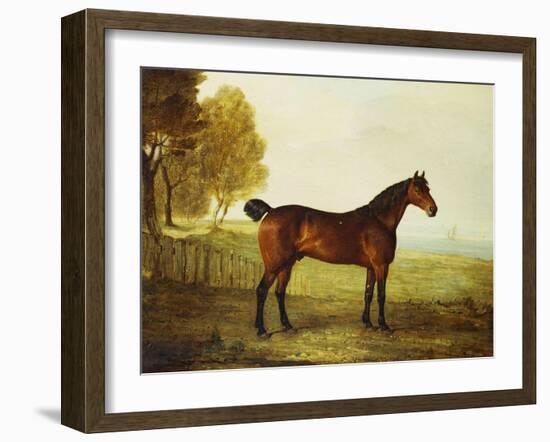 The Chestnut Hunter 'Berry Brown' in a Field by an Estuary, with Sailing Ships in the Distance-Benjamin Marshall-Framed Giclee Print