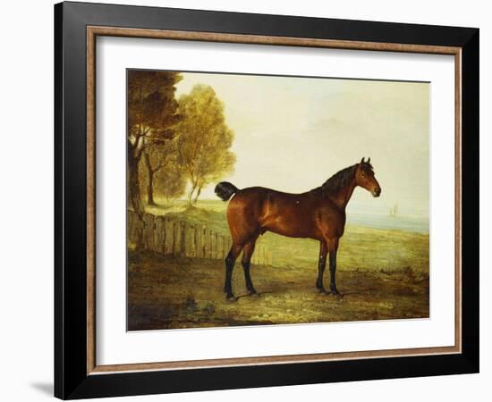 The Chestnut Hunter 'Berry Brown' in a Field by an Estuary, with Sailing Ships in the Distance-Benjamin Marshall-Framed Giclee Print