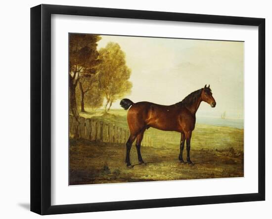 The Chestnut Hunter 'Berry Brown' in a Field by an Estuary, with Sailing Ships in the Distance-Benjamin Marshall-Framed Giclee Print