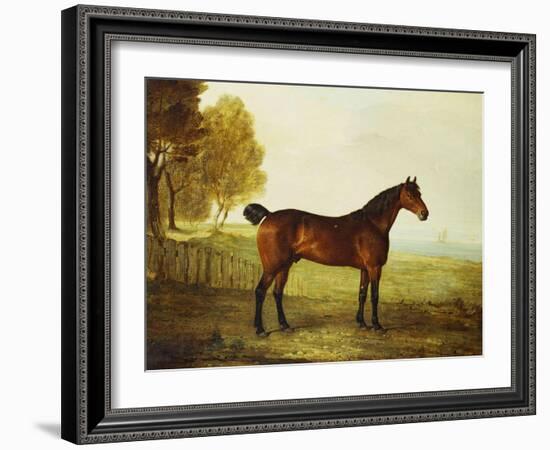 The Chestnut Hunter 'Berry Brown' in a Field by an Estuary, with Sailing Ships in the Distance-Benjamin Marshall-Framed Giclee Print