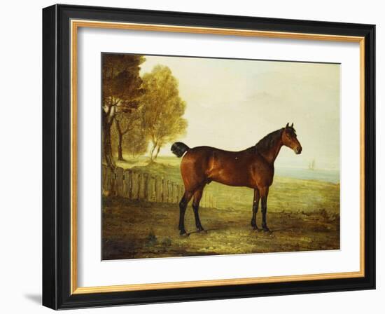 The Chestnut Hunter 'Berry Brown' in a Field by an Estuary, with Sailing Ships in the Distance-Benjamin Marshall-Framed Giclee Print