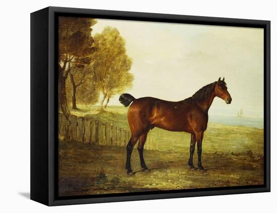 The Chestnut Hunter 'Berry Brown' in a Field by an Estuary, with Sailing Ships in the Distance-Benjamin Marshall-Framed Premier Image Canvas