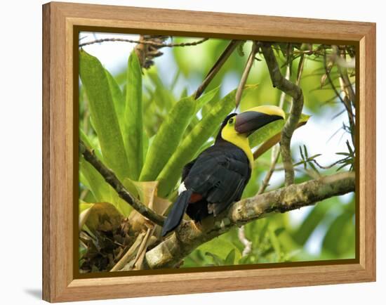 The Chestnut-Mandibled Toucan, or Swainson's Toucan (Ramphastos Swainsonii), Costa Rica-Andres Morya Hinojosa-Framed Premier Image Canvas