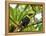 The Chestnut-Mandibled Toucan, or Swainson's Toucan (Ramphastos Swainsonii), Costa Rica-Andres Morya Hinojosa-Framed Premier Image Canvas